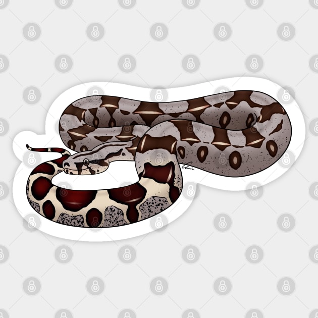 Red-tailed Boa or Boa Constrictor Constrictor - BCC Sticker by anacecilia